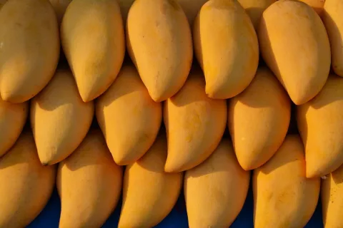 lody Alaska o smaku mango
