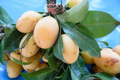 owoc mango