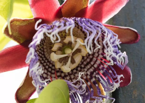 Passiflora edulis Sims